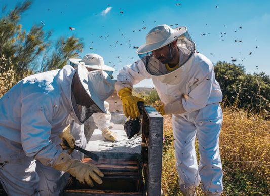 Beekeeping Experience