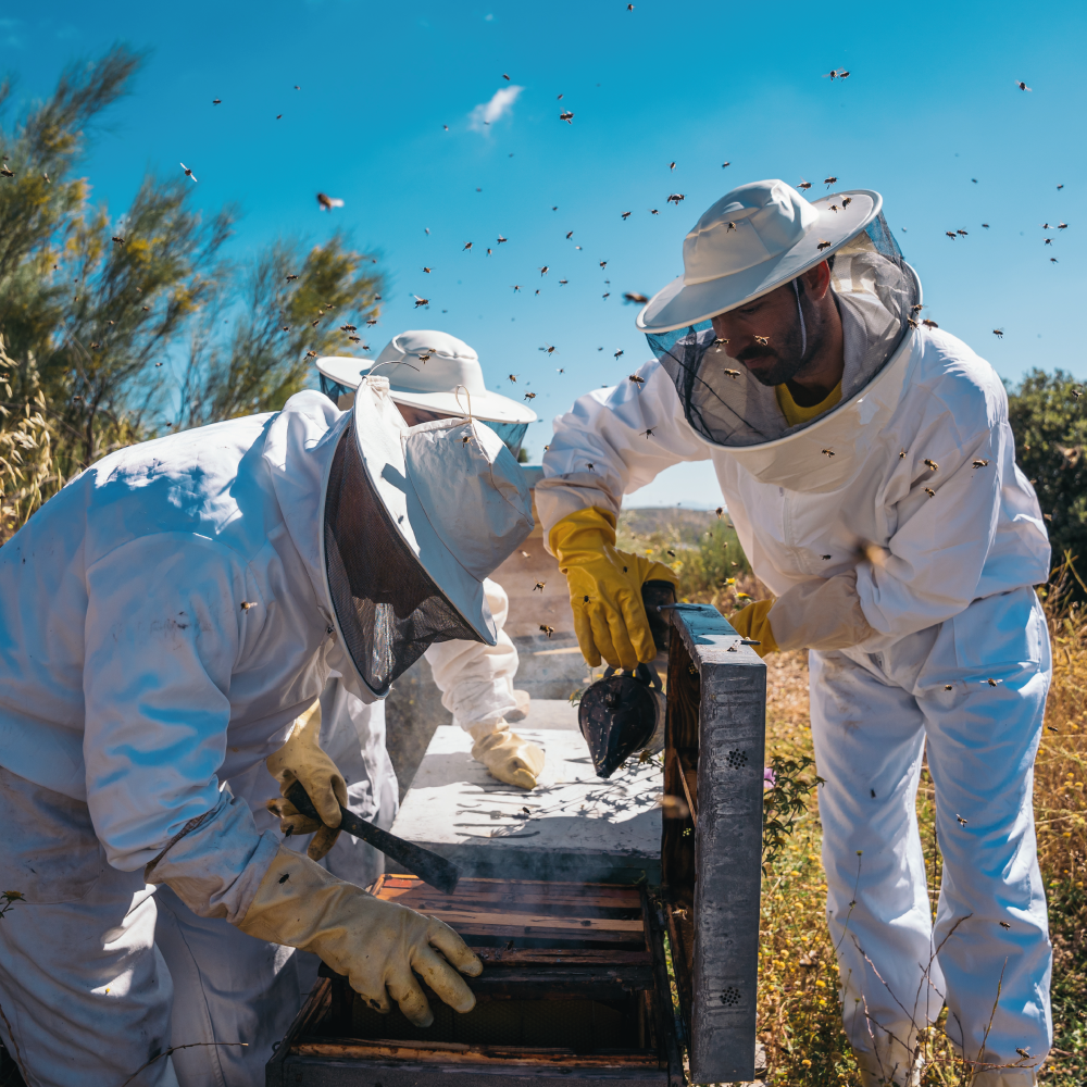 Beekeeping Experience – More Bees Please Shop