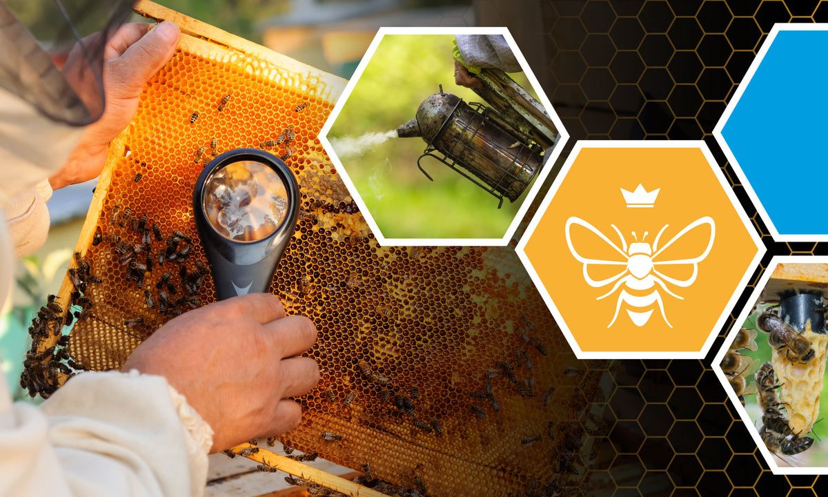 Bees Shp Bee's, Queens & Beekeeping Supplies – More Bees Please Shop
