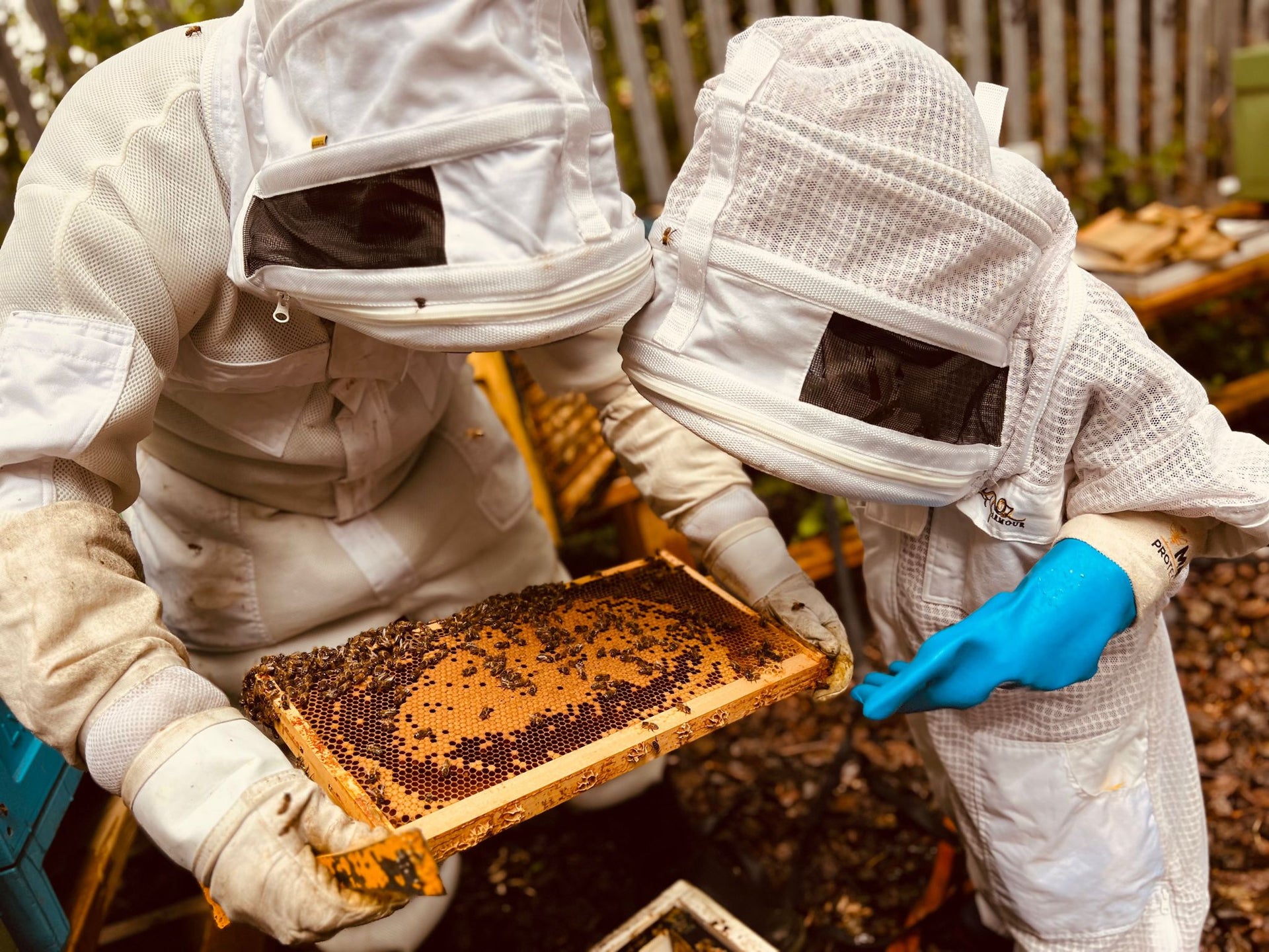 Load video: Beekeeping Experience