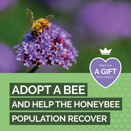 Adopt a Bee: Embrace the Honeybee's Journey